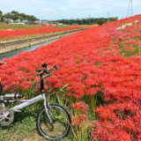 逢妻女川の河川敷にたくさんの彼岸花が咲く風景
