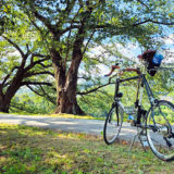 夏の背割堤の桜並木とミニベロロード