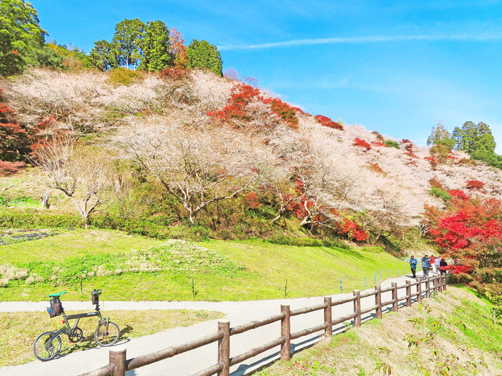 「川見四季桜の里」の桜の花と紅葉が見頃を迎えている風景