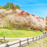 「川見四季桜の里」の桜の花と紅葉が見頃を迎えている風景